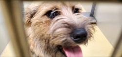 Shelter Stray Female Dog last seen Near BLOCK W 47TH ST S, WICHITA KS 67217, Wichita, KS 67219
