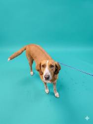 Shelter Stray Female Dog last seen Near BLOCK W 13TH ST, Jacksonville, FL 32204