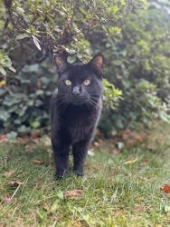 Lost Male Cat last seen Beauvoir blvd , Rockville, MD 20855