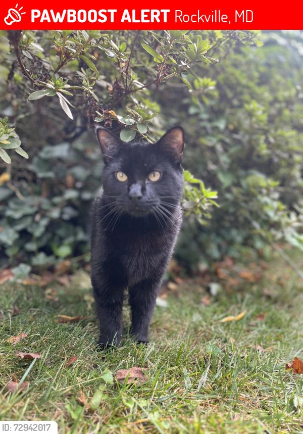 Lost Male Cat last seen Beauvoir blvd , Rockville, MD 20855