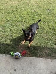 Reunited Male Dog last seen Frierson street, Waxahachie, TX 75165