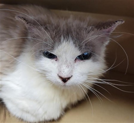 Shelter Stray Female Cat last seen , Los Angeles, CA 91405