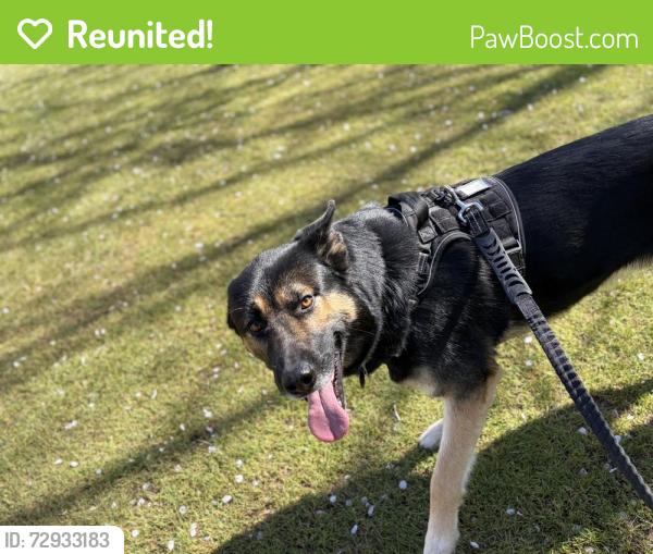 Reunited Male Dog last seen Se 165th street, Portland, OR 97233