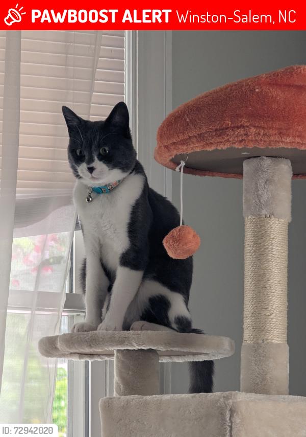Lost Male Cat last seen Dudley st, Winston-Salem, NC 27107