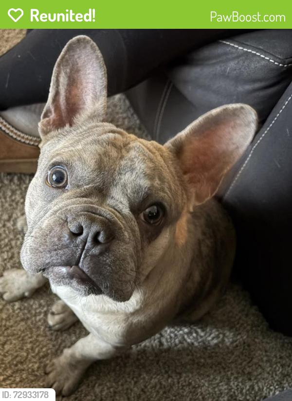 Reunited Male Dog last seen Se 165th street, Portland, OR 97233