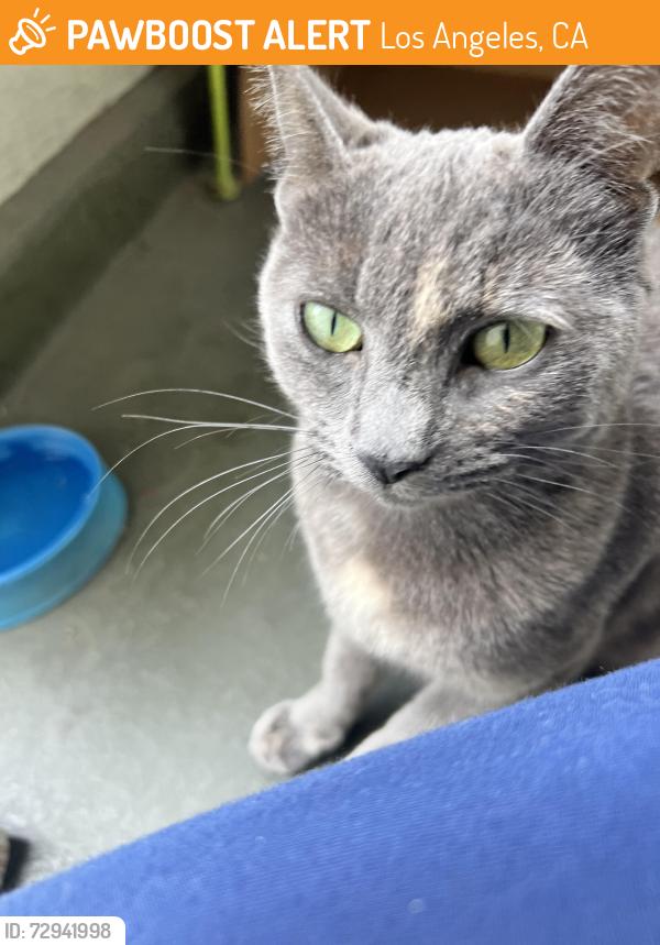 Found/Stray Unknown Cat last seen Queen Anne Place & Edgewood Place, Los Angeles, CA 90019