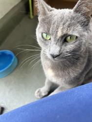 Found/Stray Unknown Cat last seen Queen Anne Place & Edgewood Place, Los Angeles, CA 90019