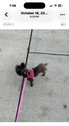 Reunited Female Dog last seen Rosehill and Main St, Reynoldsburg, OH 43068