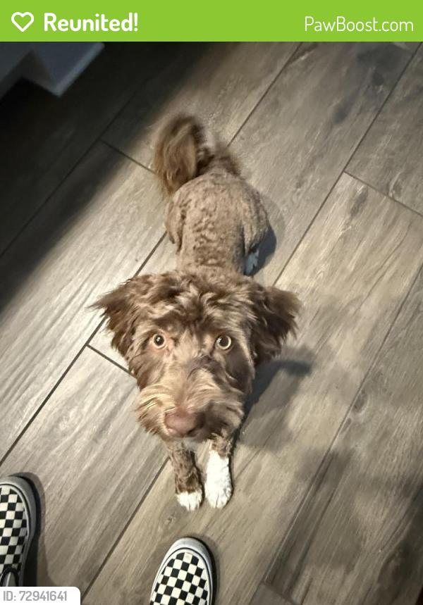 Reunited Male Dog last seen Rosada and Lone Mountain , Las Vegas, NV 89149
