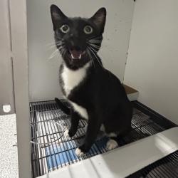 Found/Stray Unknown Cat last seen Port Saint Lucie, Port St. Lucie, FL 34986