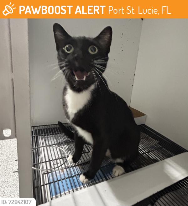 Found/Stray Unknown Cat last seen Port Saint Lucie, Port St. Lucie, FL 34986