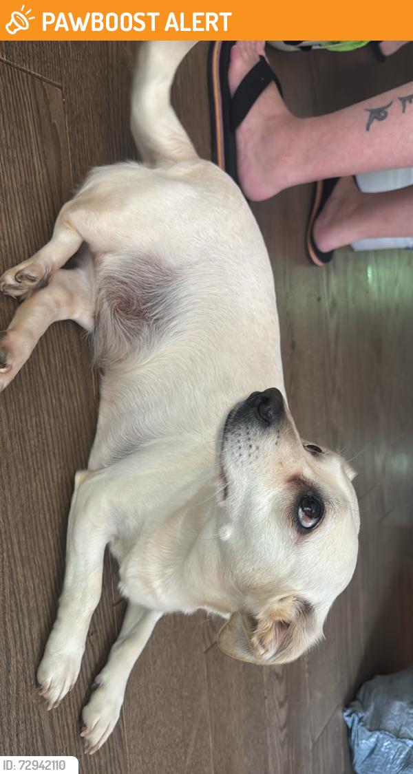 Found/Stray Female Dog last seen Between pa-paws BBQ and wilkesboro hosp, North Wilkesboro, NC 28659