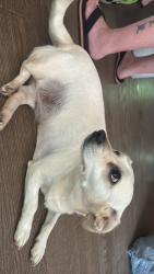 Found/Stray Female Dog last seen Between pa-paws BBQ and wilkesboro hosp, North Wilkesboro, NC 28659