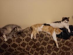 Reunited Male Cat last seen satsuma and arminta, Los Angeles, CA 91605