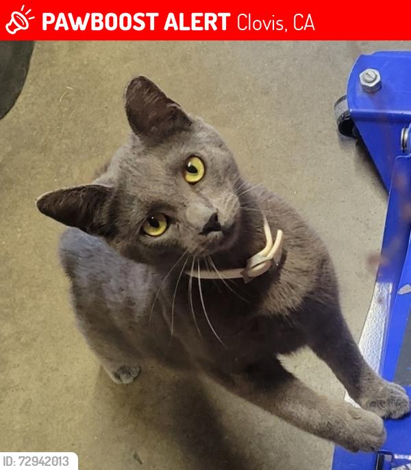 Lost Male Cat last seen Holland & Claremont, Clovis, CA 93611