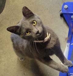 Lost Male Cat last seen Holland & Claremont, Clovis, CA 93611