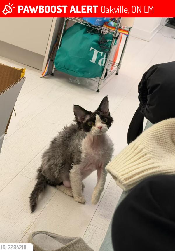 Lost Male Cat last seen George Savage Ave., Oakville, ON L6M