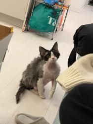Lost Male Cat last seen George Savage Ave. , Oakville, ON L6M
