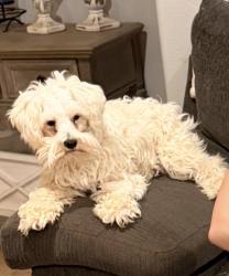 Reunited Female Dog last seen 90th and quincy, Lubbock, TX 79424