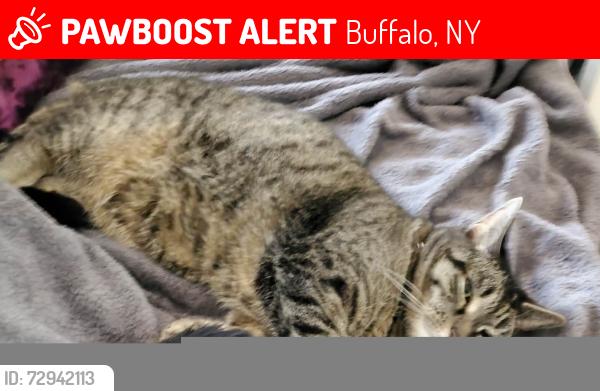 Lost Female Cat last seen Forest and West st, Buffalo, NY 14213