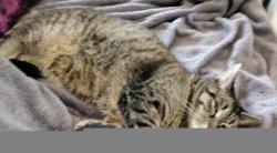 Lost Female Cat last seen Forest and West st, Buffalo, NY 14213