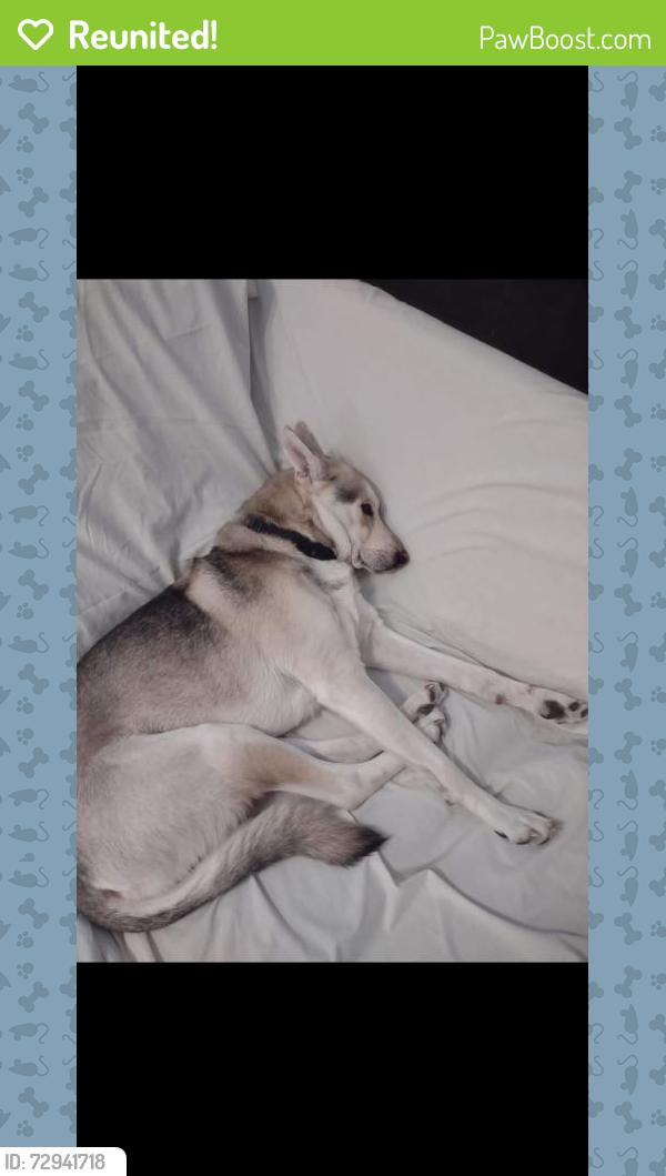 Reunited Male Dog last seen Nimrod Rd, Edmond, OK 73003, USA, Edmond, OK 73003