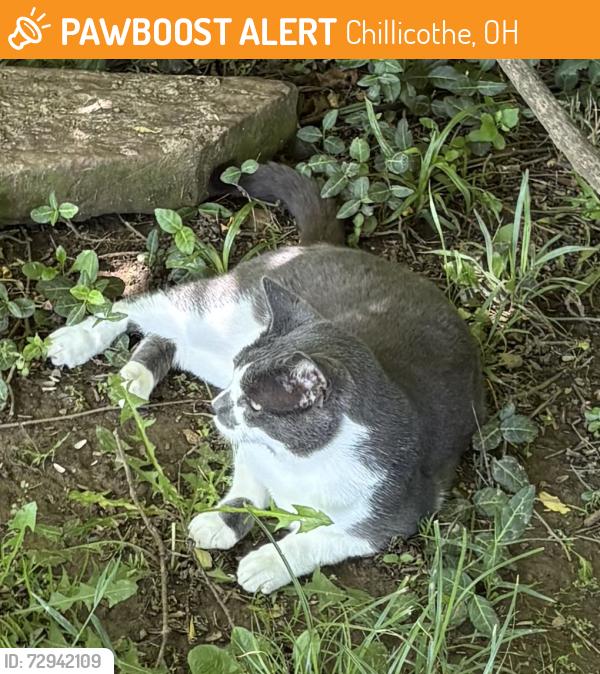 Found/Stray Unknown Cat last seen Route 50, Chillicothe, OH 45601