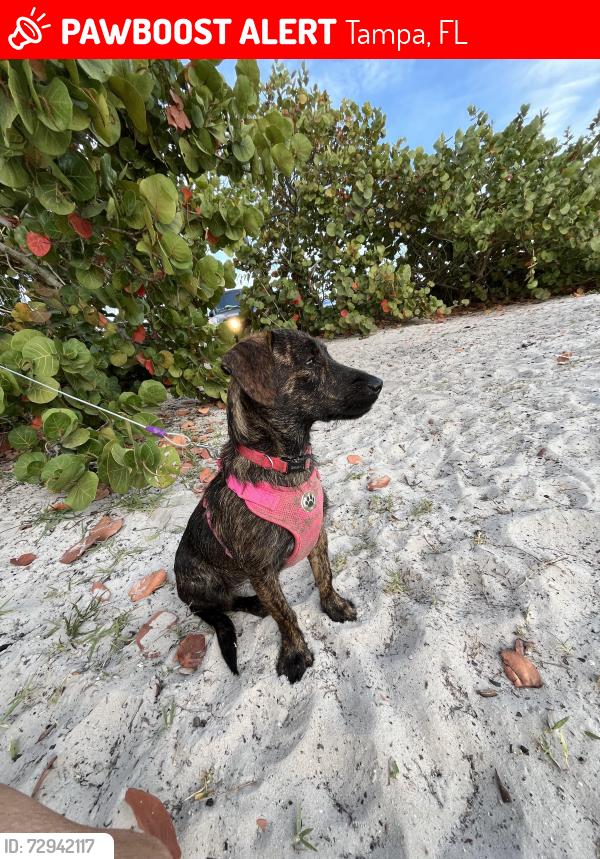 Lost Female Dog last seen Zoo de Tampa, Tampa, FL 33604