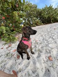 Lost Female Dog last seen Zoo de Tampa, Tampa, FL 33604