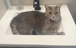 Lost Male Cat last seen Red Tail Rd, Healdsburg, Sonoma County, CA 95448