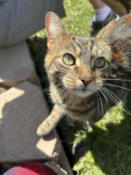 Found/Stray Unknown Cat last seen Northwood Road, University Heights, OH 44118