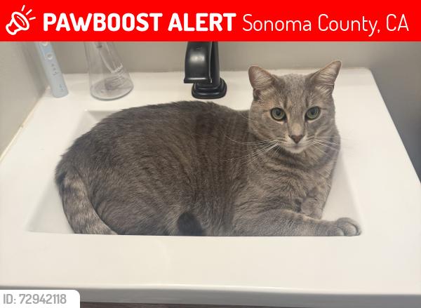Lost Male Cat last seen Red Tail Rd, Healdsburg, Sonoma County, CA 95448