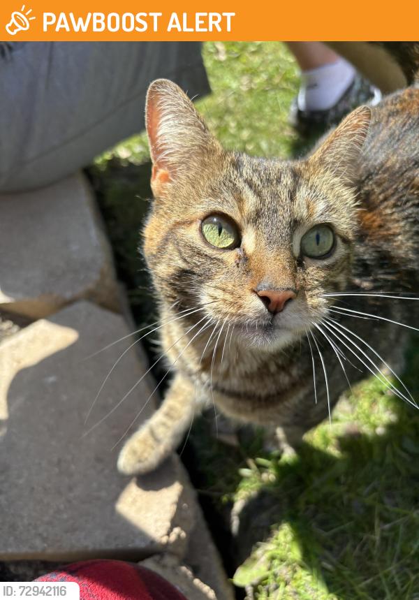 Found/Stray Unknown Cat last seen Northwood Road, University Heights, OH 44118