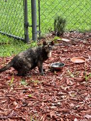 Reunited Female Cat last seen San Luis Ridge , Tallahassee, FL 32304