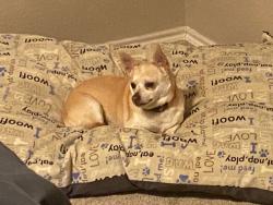 Reunited Female Dog last seen Near County Rd 703, Alvarado, TX 76009, USA, Alvarado, TX 76009