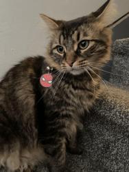 Lost Male Cat last seen west niagara street, west 9th street, erie street, Oswego, NY 13126