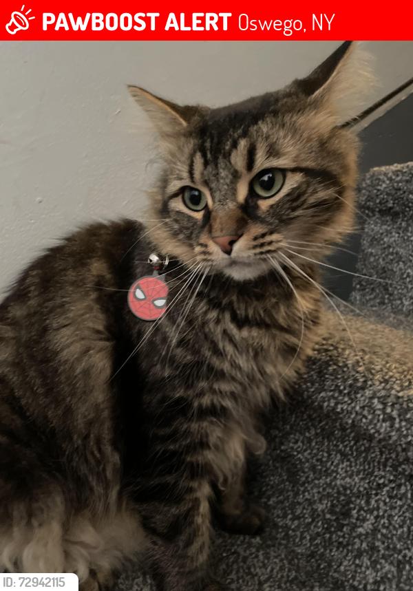 Lost Male Cat last seen west niagara street, west 9th street, erie street, Oswego, NY 13126