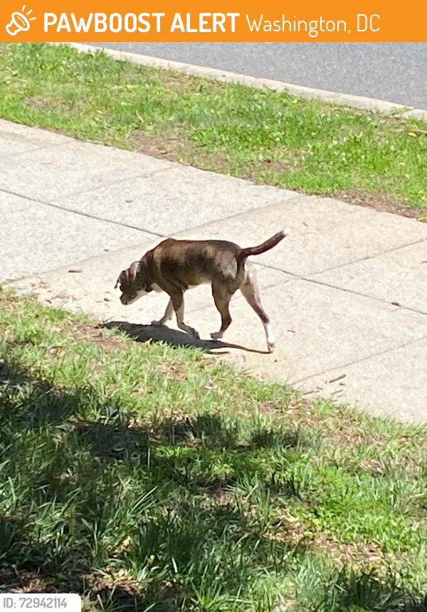 Found/Stray Unknown Dog last seen Macomb st NW between 44th and 45th street, near Horace Mann elementary school , Washington, DC 20016