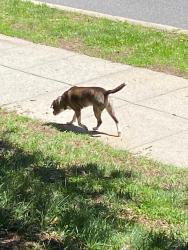 Found/Stray Unknown Dog last seen Macomb st NW between 44th and 45th street, near Horace Mann elementary school , Washington, DC 20016