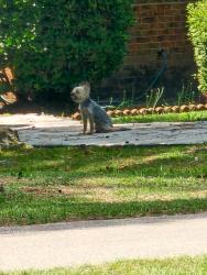 Found/Stray Male Dog last seen Parkton school, Parkton, NC 28371