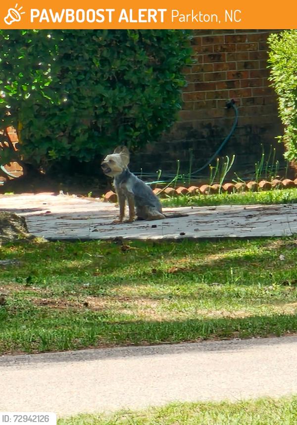 Found/Stray Male Dog last seen Parkton school, Parkton, NC 28371