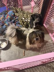 Found/Stray Unknown Dog last seen By horse farm on Murray Street , Winston-Salem, NC 27106
