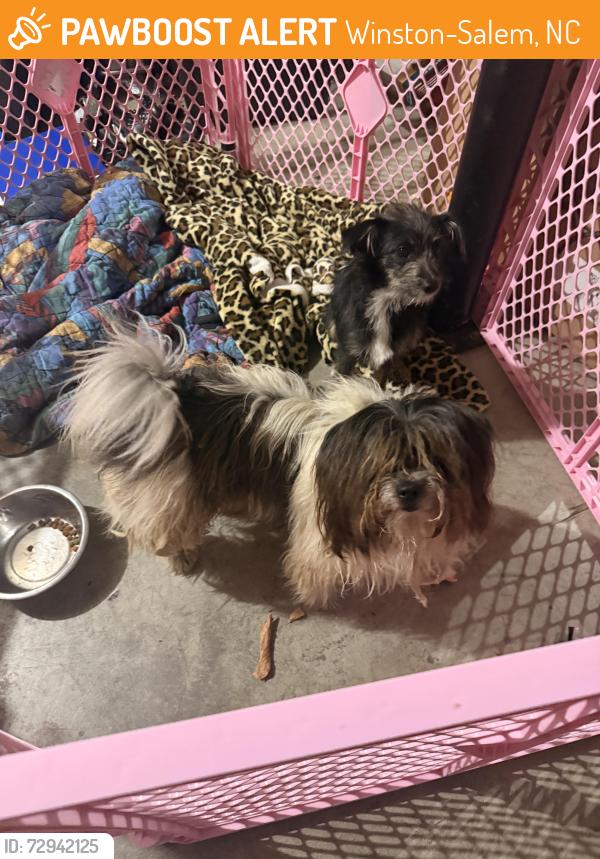 Found/Stray Unknown Dog last seen By horse farm on Murray Street , Winston-Salem, NC 27106