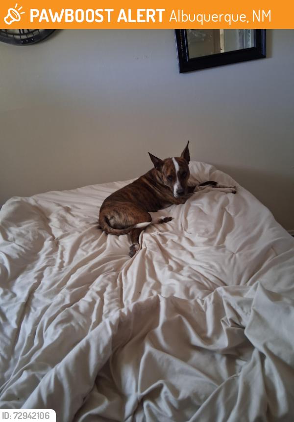 Found/Stray Female Dog last seen Zuni/ Louisiana, Albuquerque, NM 87108