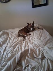 Found/Stray Female Dog last seen Zuni/ Louisiana , Albuquerque, NM 87108