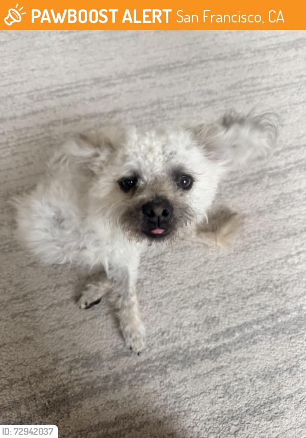 Found/Stray Male Dog last seen Pacific and Jones, near Dapper, San Francisco, CA 94109