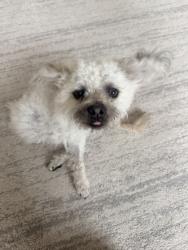 Found/Stray Male Dog last seen Pacific and Jones, near Dapper, San Francisco, CA 94109