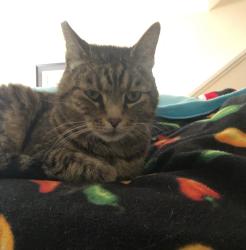 Reunited Male Cat last seen Vista Hermosa s, Vista Hermosa, nearby streets, Terrace Rd, Overlook Dr, Carmello Rd, Miramonte Rd, Springside Rd, Walnut Creek, CA 94597