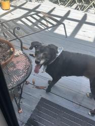 Reunited Male Dog last seen E clay st and Chimborazo blvd, Richmond, VA 23219