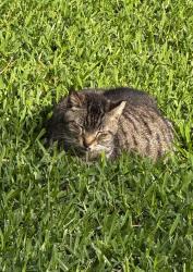 Lost Female Cat last seen Willow Lake neighborhood , Fort Worth, TX 76109